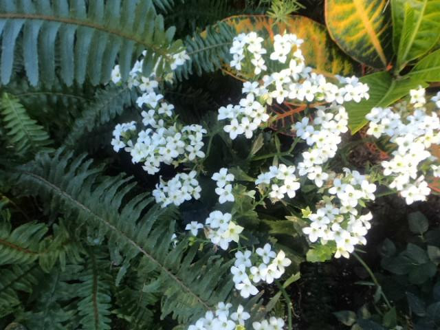 Regina Floral Conservatory-里贾纳必去景点