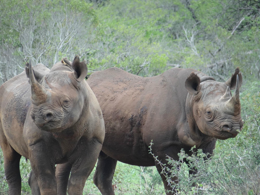 Eulophia Tours and Travel - Day Tours-德班必去景点