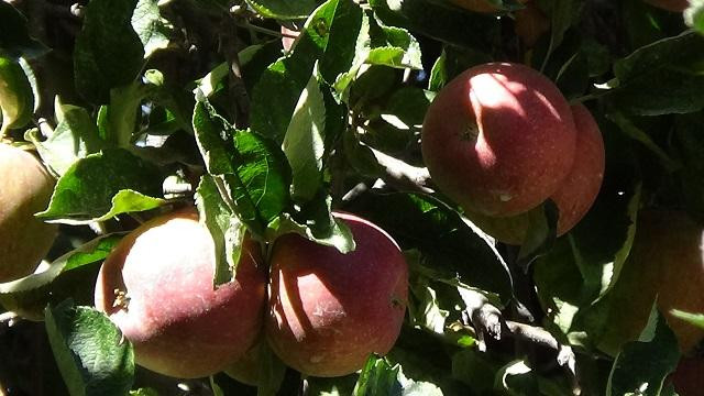 Willowbrook Farm-Oak Glen必去景点