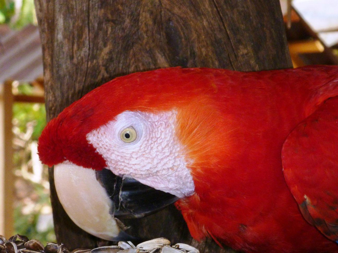 Bahia Rica Adventures景点图片