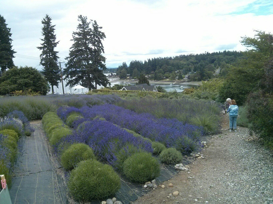 Lavender Hill Farm-Vashon必去景点