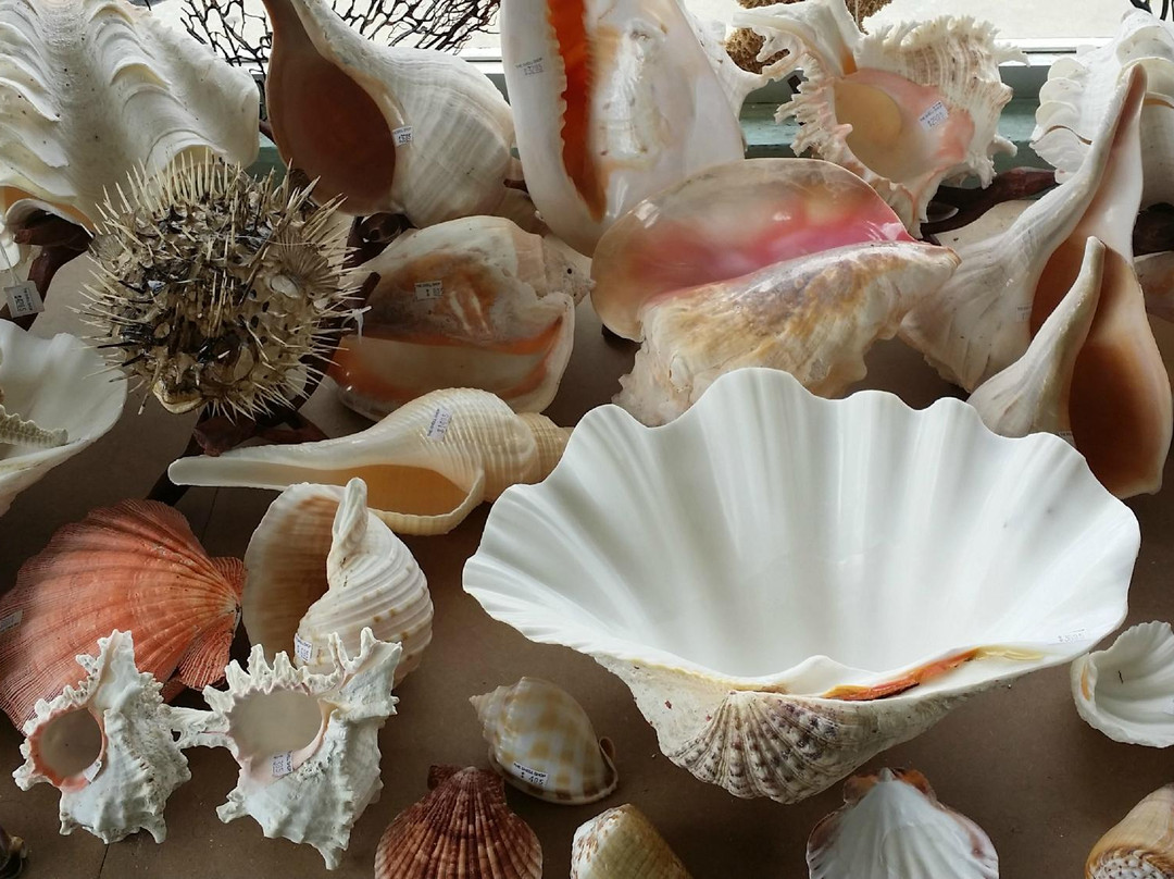 The Shell Shop-莫罗贝必去景点