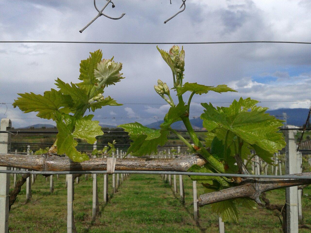 Azienda Vitivinicola Di Palma