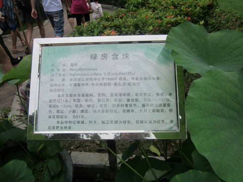 洪湖公园-深圳市必去景点