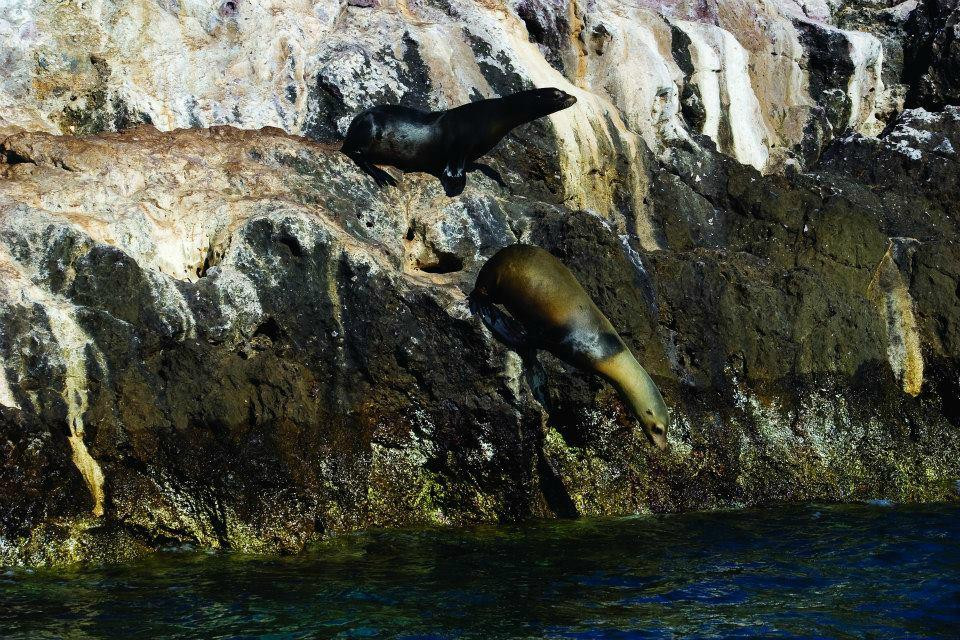 Isla del Farallon-Topolobampo必去景点