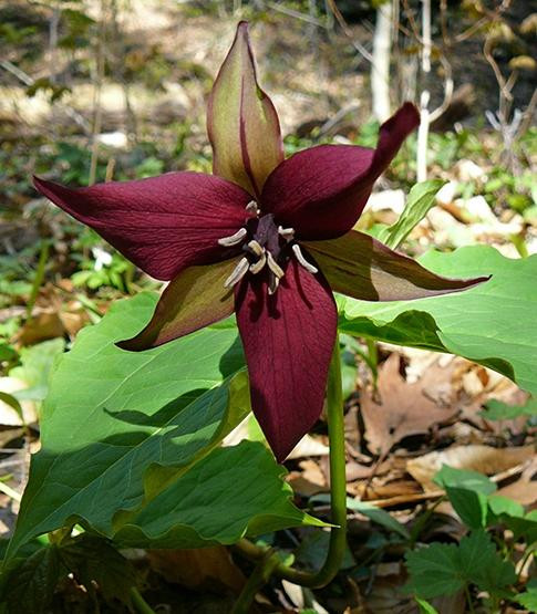 Shenk's Ferry Wildflower preserve-Pequea必去景点