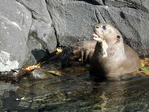 河川生态园-新加坡必去景点