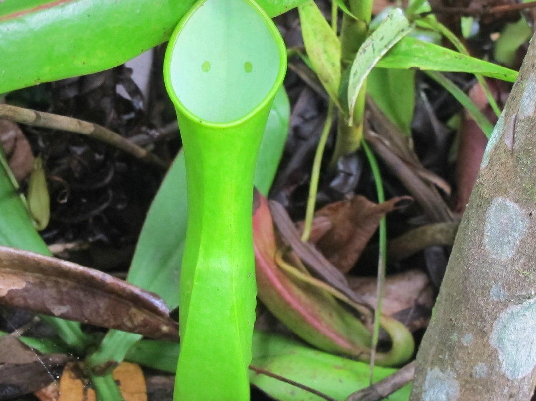 Kipandi Butterfly Farm-坦巴南必去景点