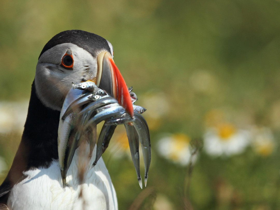 Andy Davies Photography & Video - Skomer Island Photography Workshop景点图片