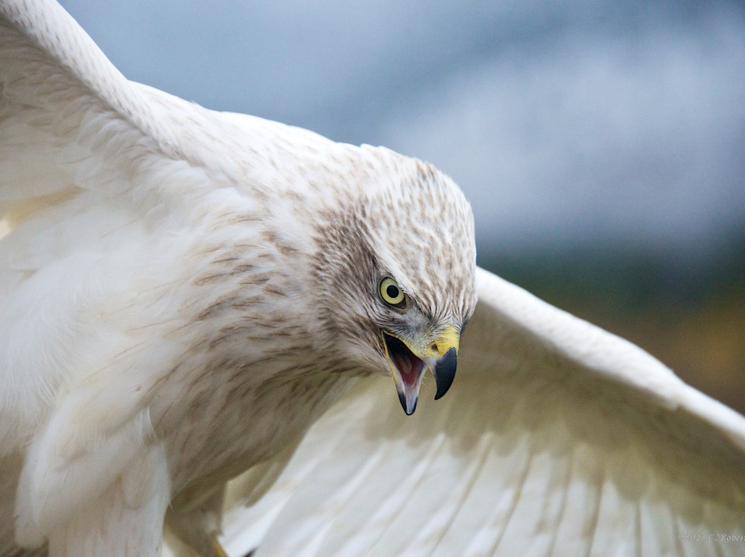 Teton Raptor Center-威尔逊必去景点