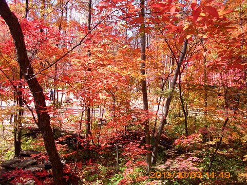 红石国家森林公园-桦甸市必去景点