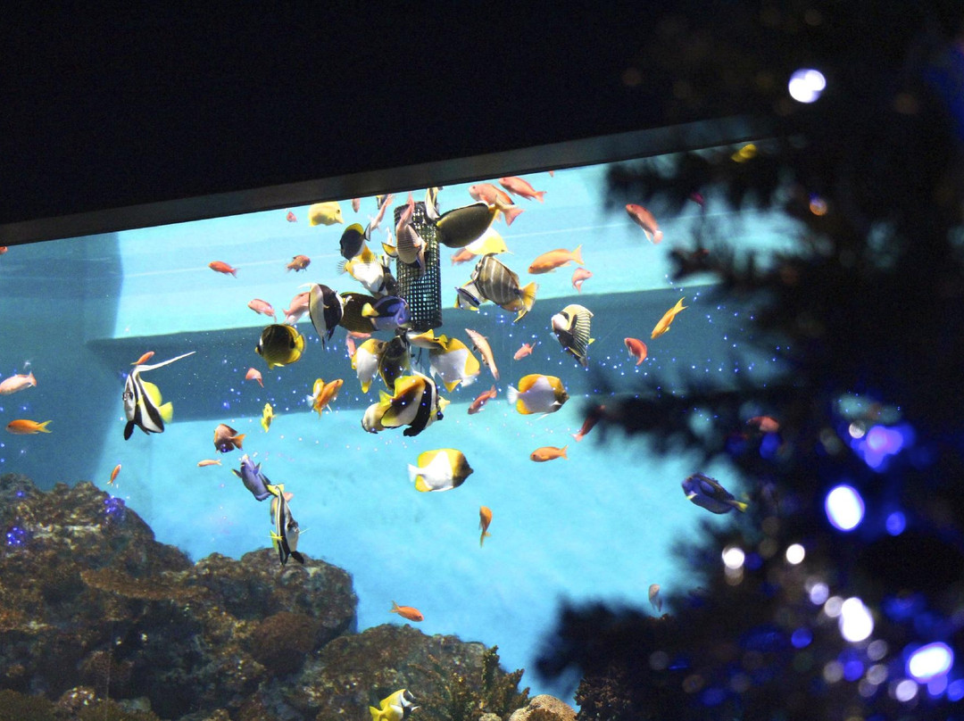 Hakoneen Aquarium-箱根町必去景点