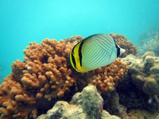 天堂礁浮潜之旅-凯恩斯必去景点