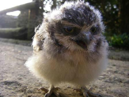 Cotswold Falconry Centre-莫顿因马什必去景点