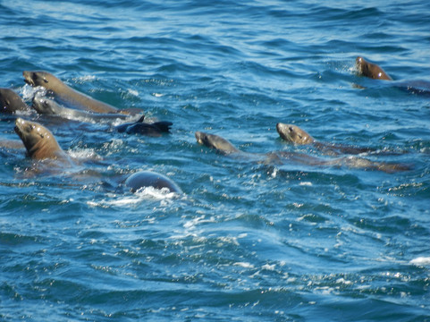蒙特雷公主观鲸之旅-蒙特雷必去景点