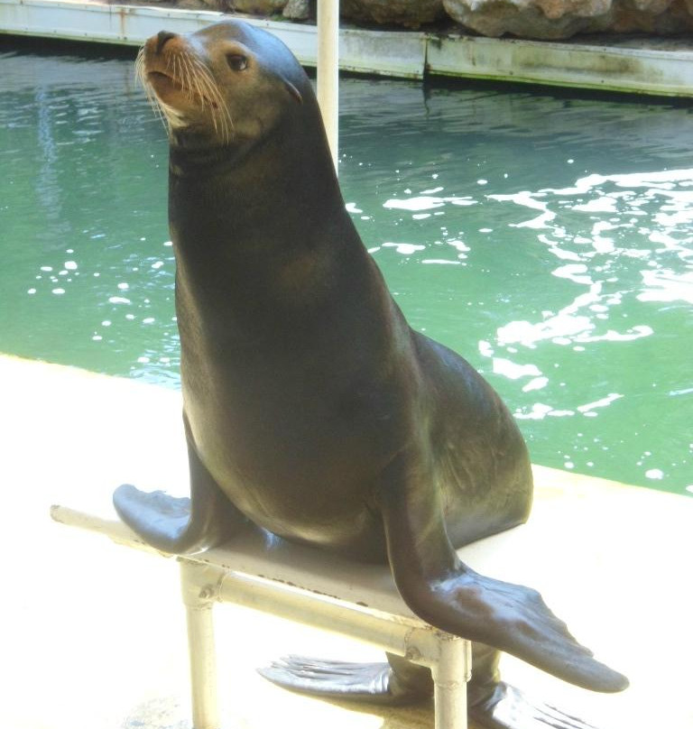 Theater of the Sea-伊斯拉摩拉达必去景点