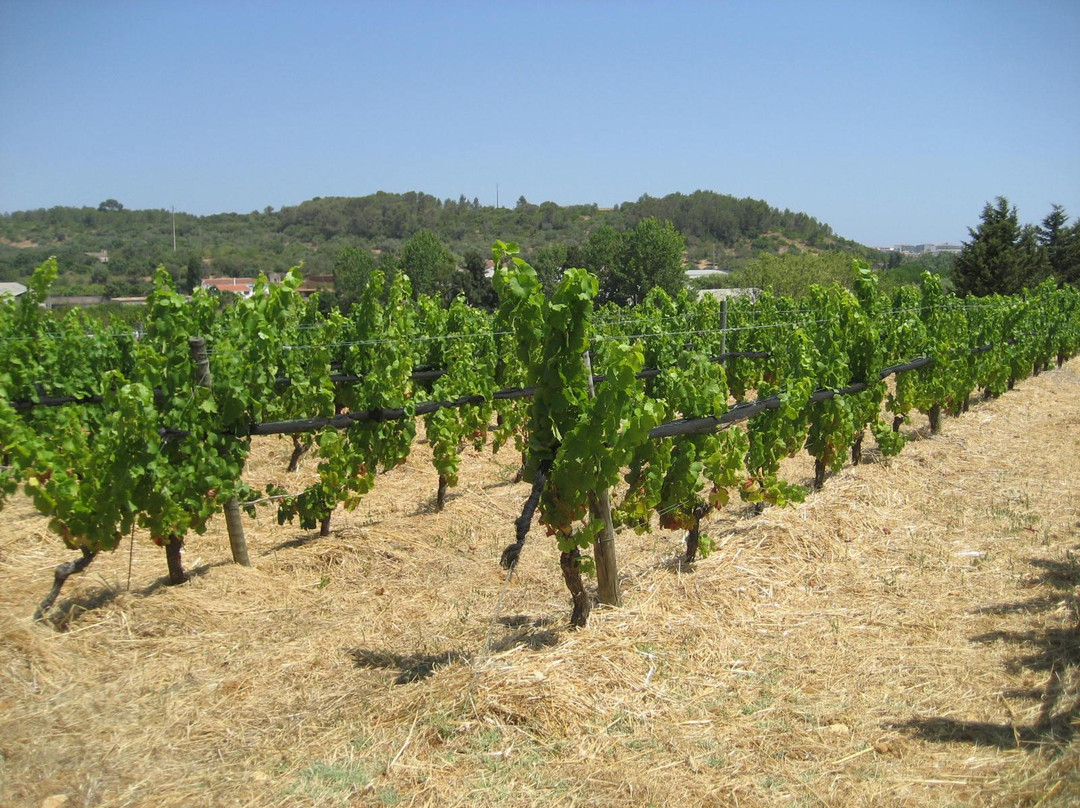 Monte da Casteleja - Bio Wine Farm景点图片