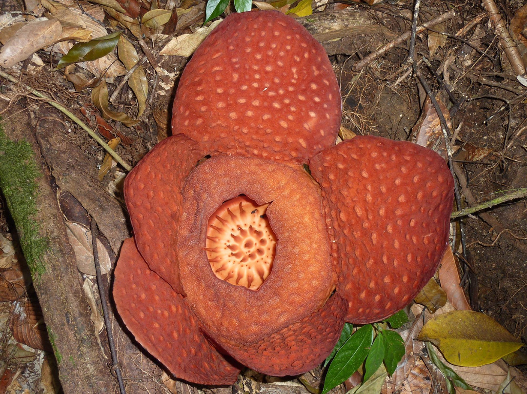 Gunung Gading National Park-隆杜必去景点