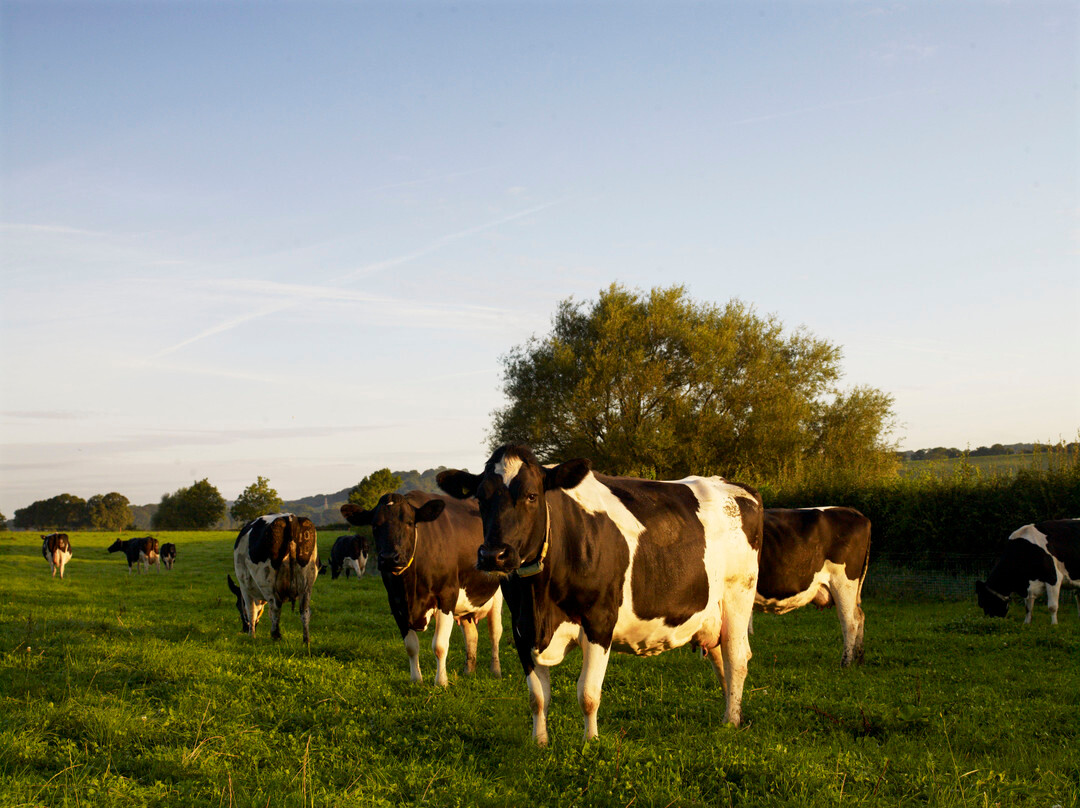 Yeo Valley Organic Garden-Blagdon必去景点