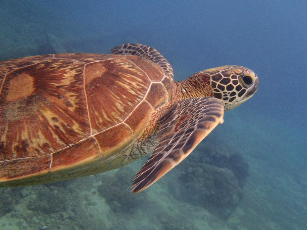 Grotto Snorkeling Sightseeing Day Tours - Sea Lovers景点图片