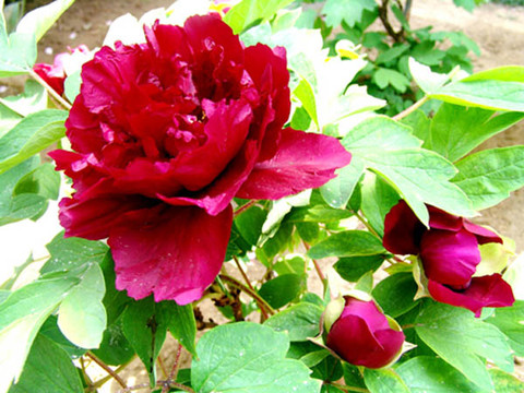 泰安御座宾馆(红门岱庙店)主图