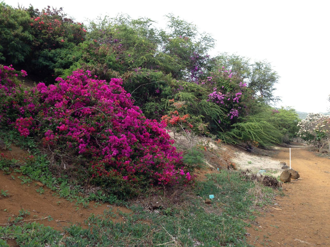 可可火山口植物园-火奴鲁鲁必去景点