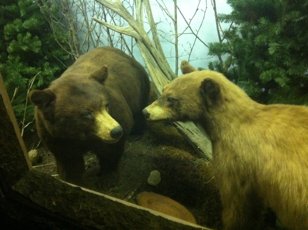 The Den - Jasper's Wildlife Museum景点图片