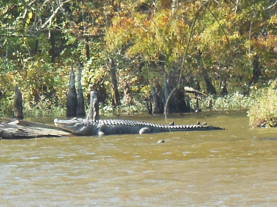 Leroy Percy State Park景点图片