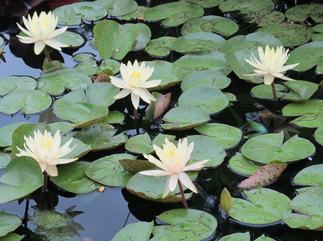 Royal Botanical Gardens-伯灵顿必去景点