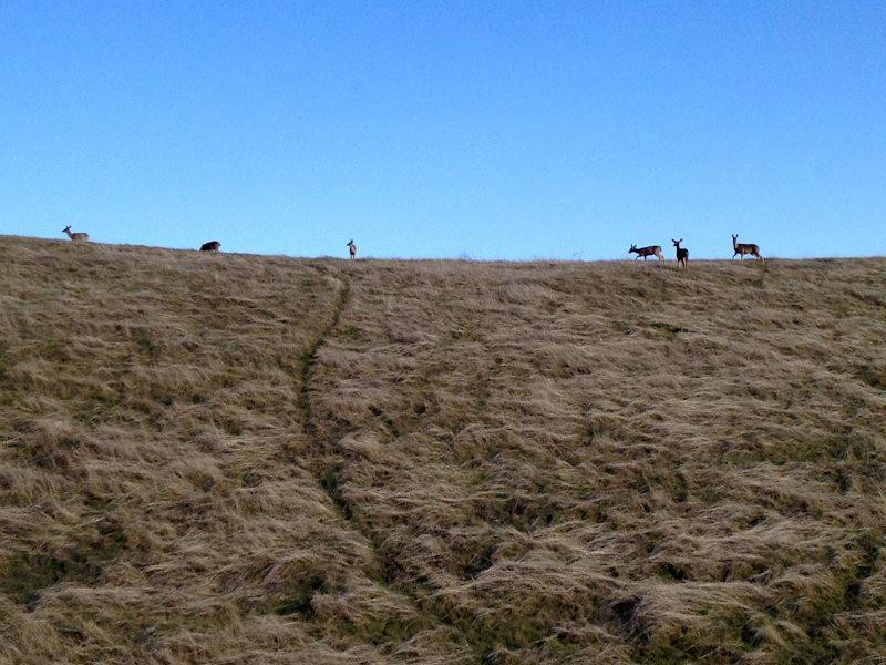 Monte Bello Open Space Preserve-帕罗奥多必去景点
