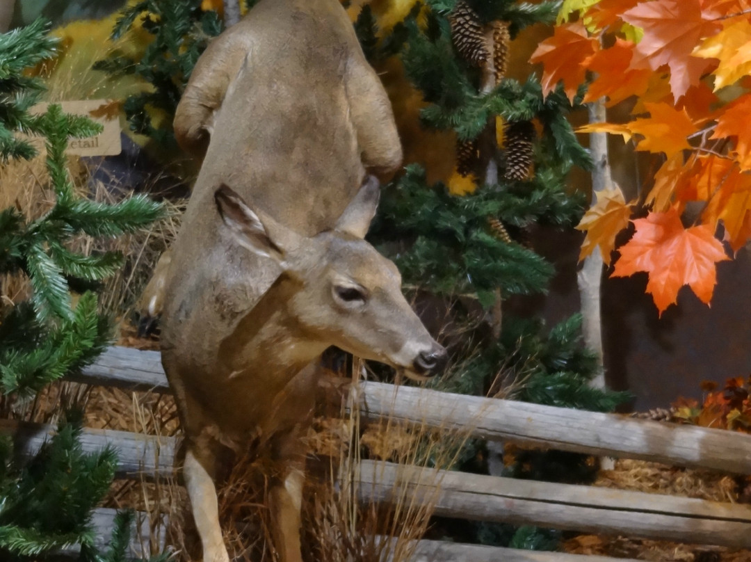 Cabela's-Richfield必去景点