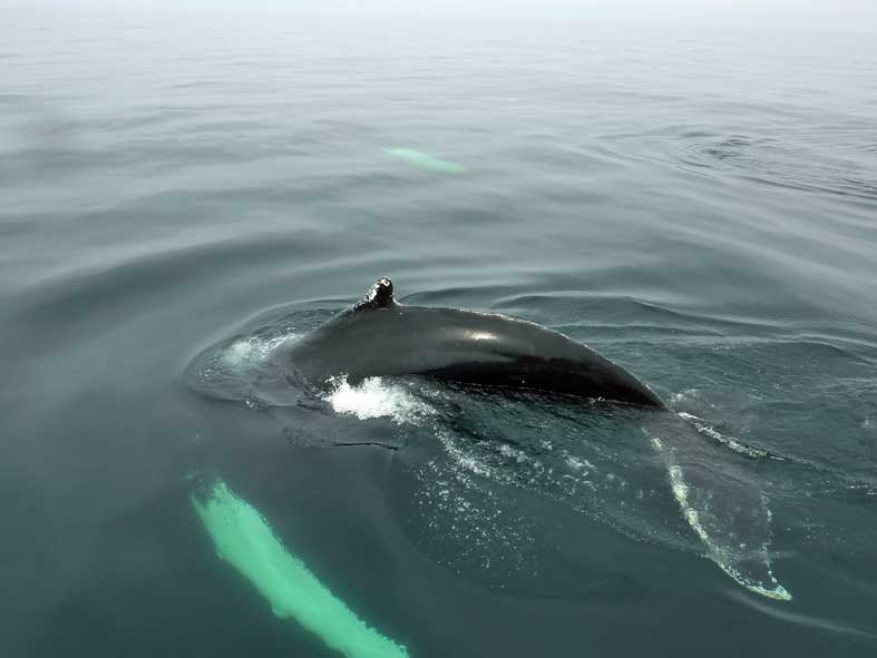 Cabot Trail Guaranteed Whales Adventures景点图片