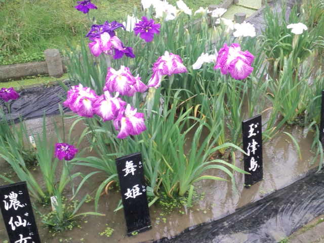 堀切菖蒲园-葛饰区必去景点