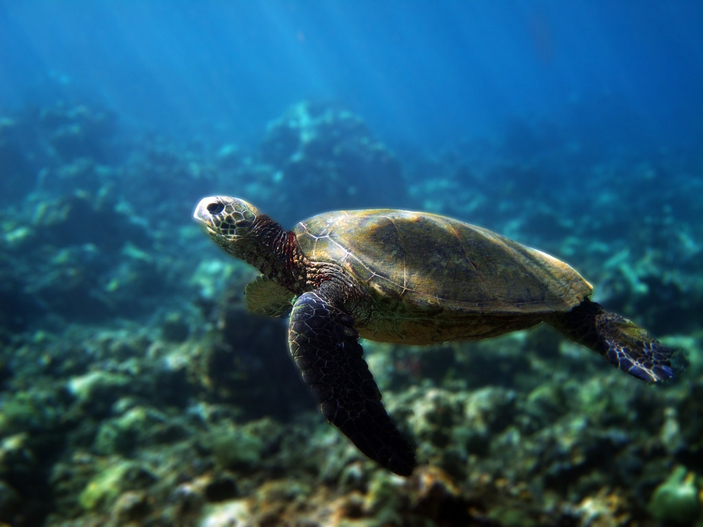 Maui Kayaks-基黑必去景点