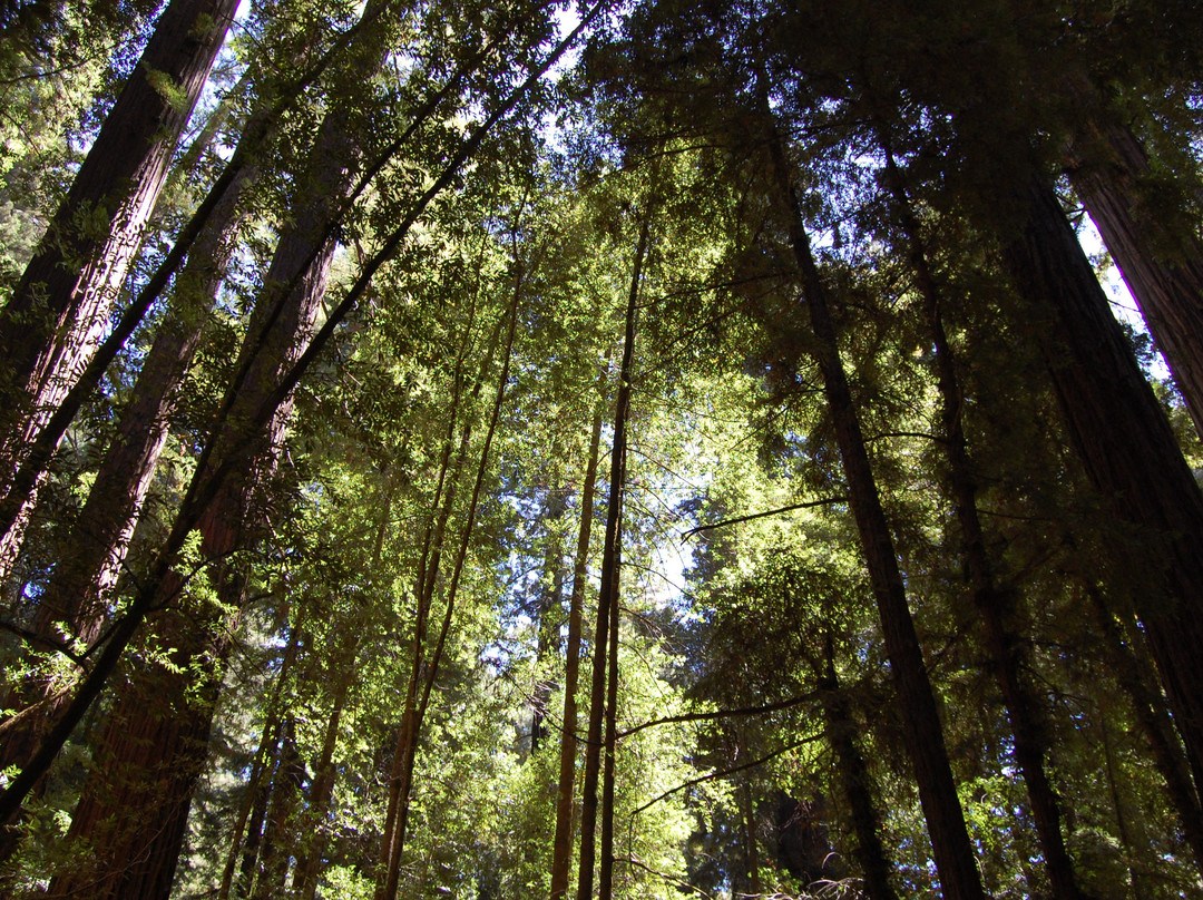 Hendy Woods State Park景点图片