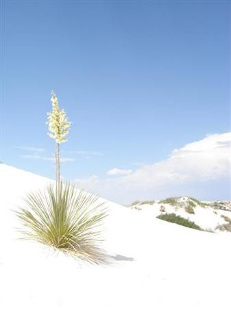 White Sands National Park-阿拉莫戈多必去景点