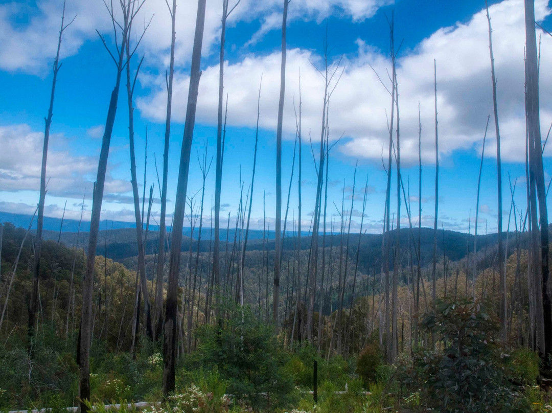 Macalister Gorge Scenic Reserve