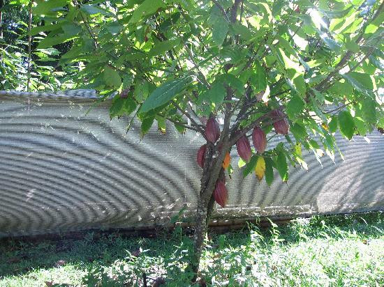 Lydgate Farms Kauai Chocolate-卡帕阿必去景点