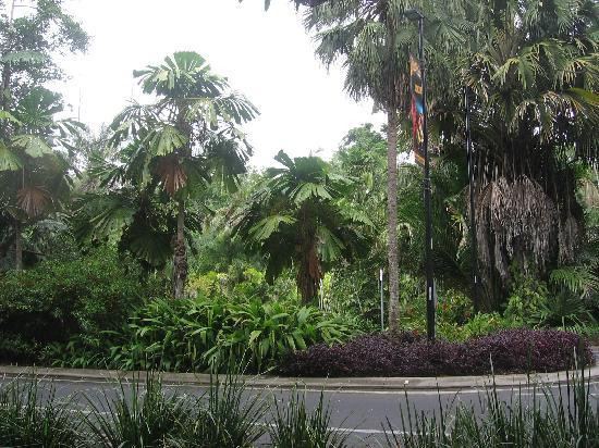 Cairns Botanical Gardens-凯恩斯地区必去景点