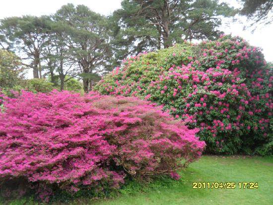 Muckross House, Gardens & Traditional Farms-基拉尼必去景点