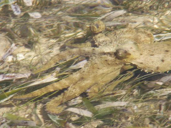 Vieques National Wildlife Refuge-维切克岛必去景点