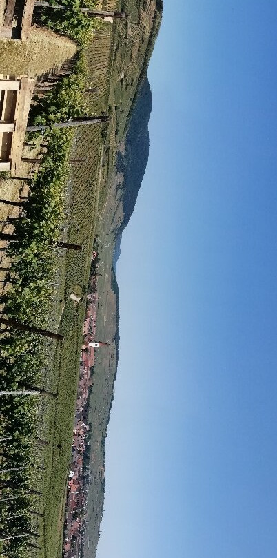 Domaine Marcel Freyburger景点图片