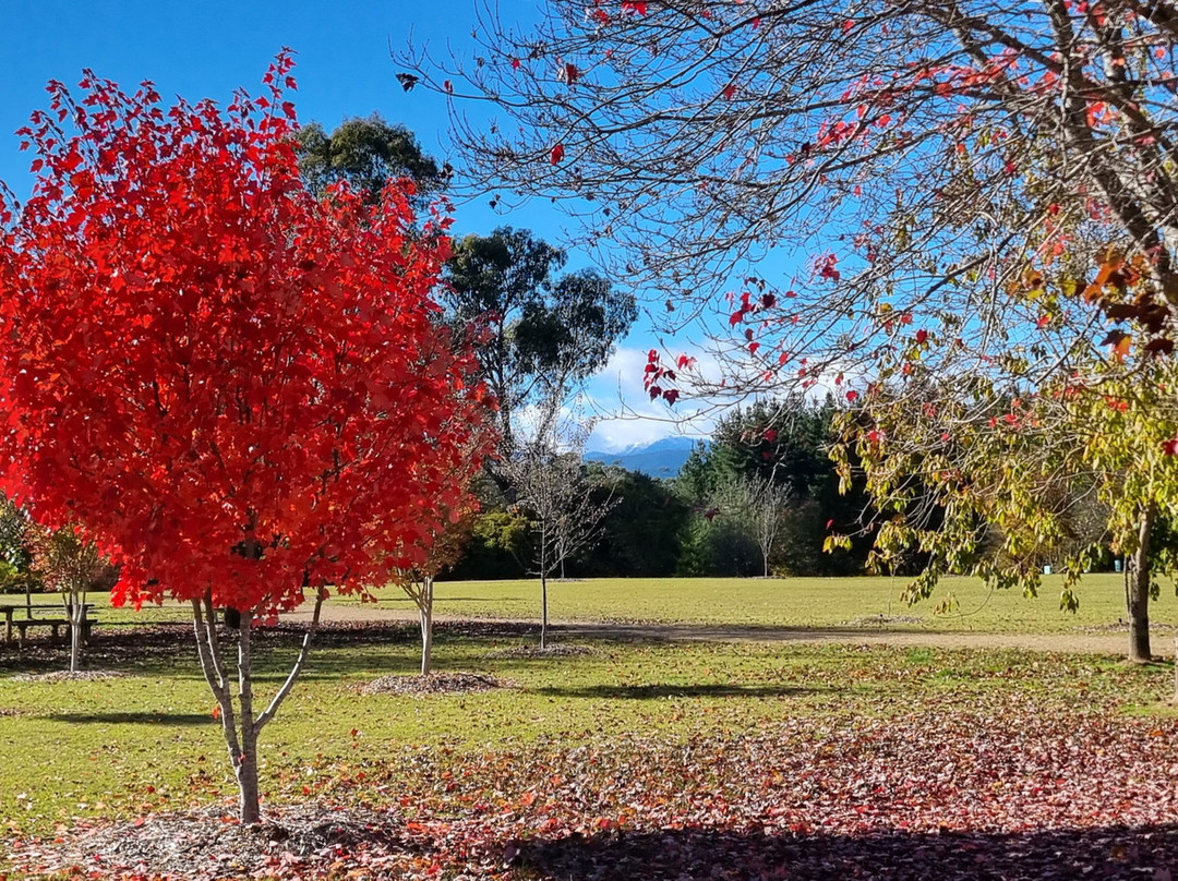 Bright Memorial Arboretum-布赖特必去景点
