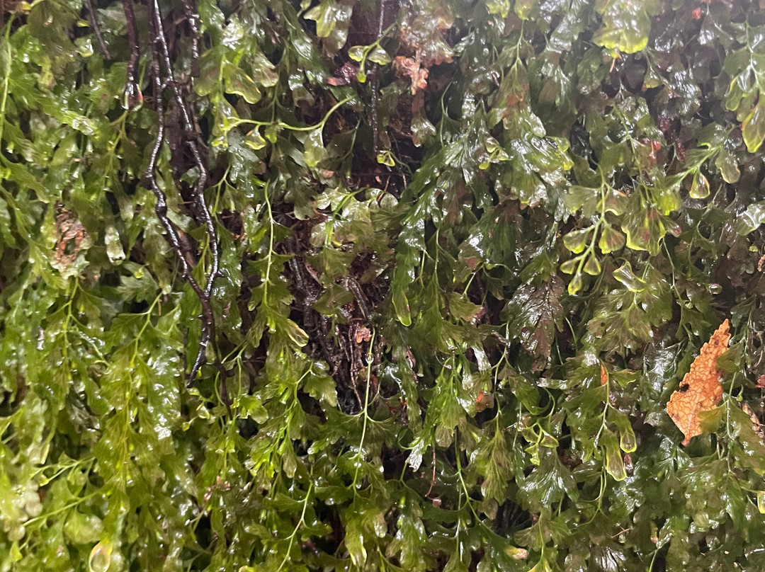 The Big Culvert-Marysville必去景点