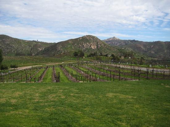 Orfila Vineyards & Winery景点图片