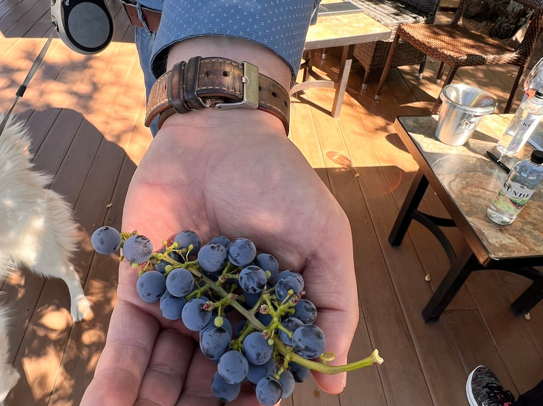 Kunde Family Winery景点图片