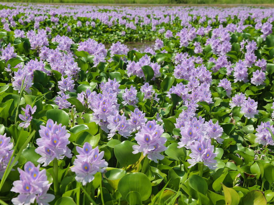 Michi-no-Eki Doyo no Furusato Otone-加须市必去景点