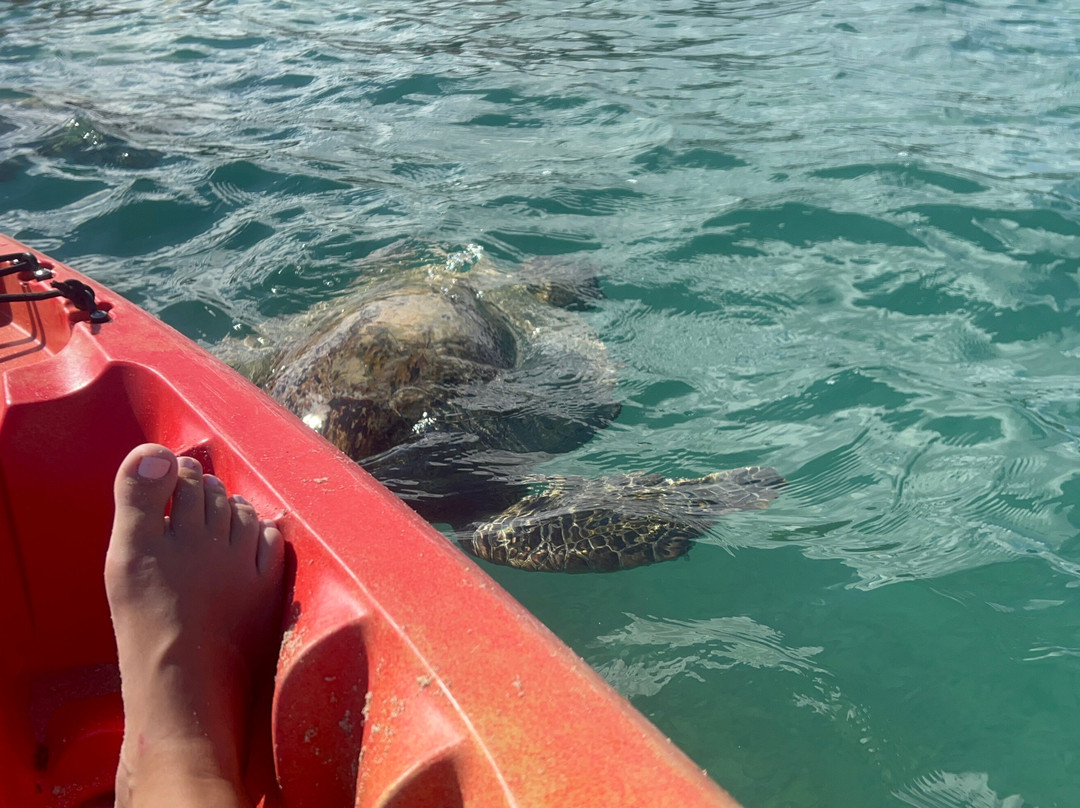 Shaka Kayaks-瓦胡岛必去景点