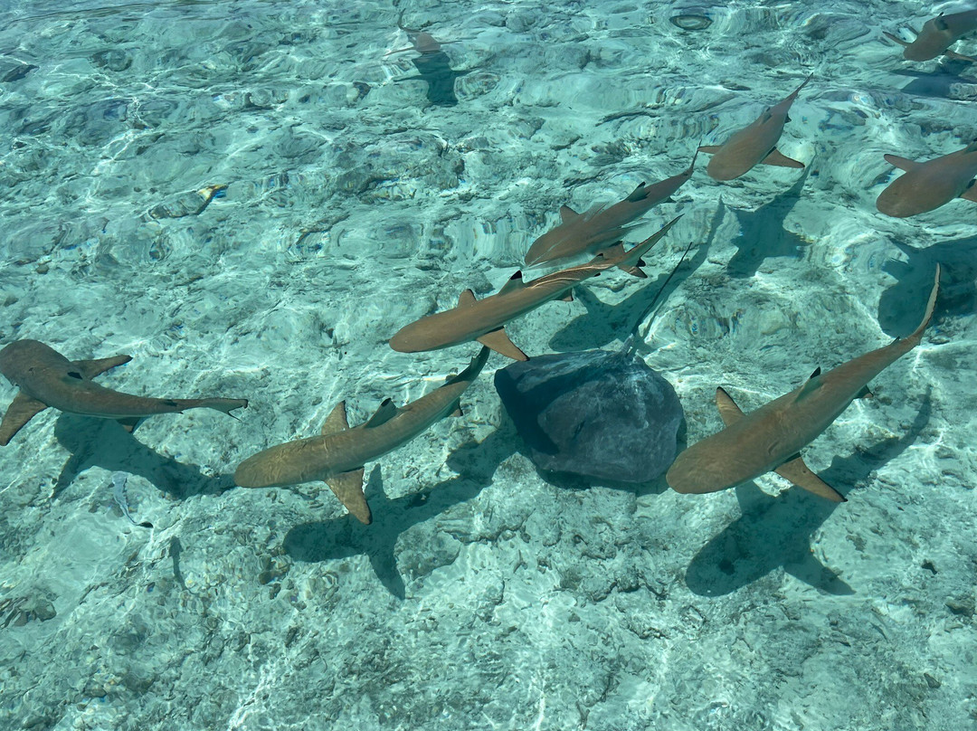 Tamatoa Excursion Borabora-波拉波拉岛必去景点