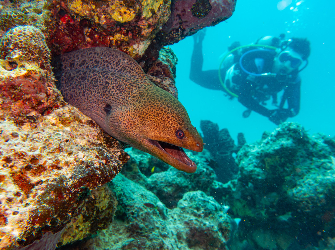 Fins & Flash-吉达必去景点